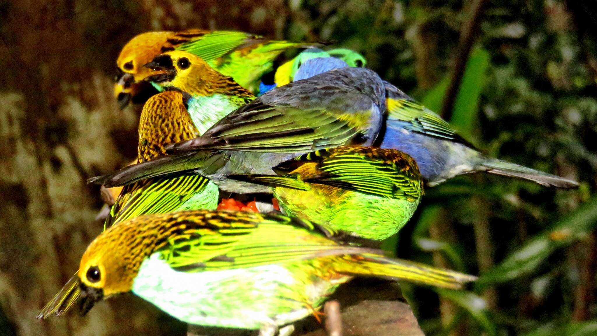 Image of Gilt-edged Tanager