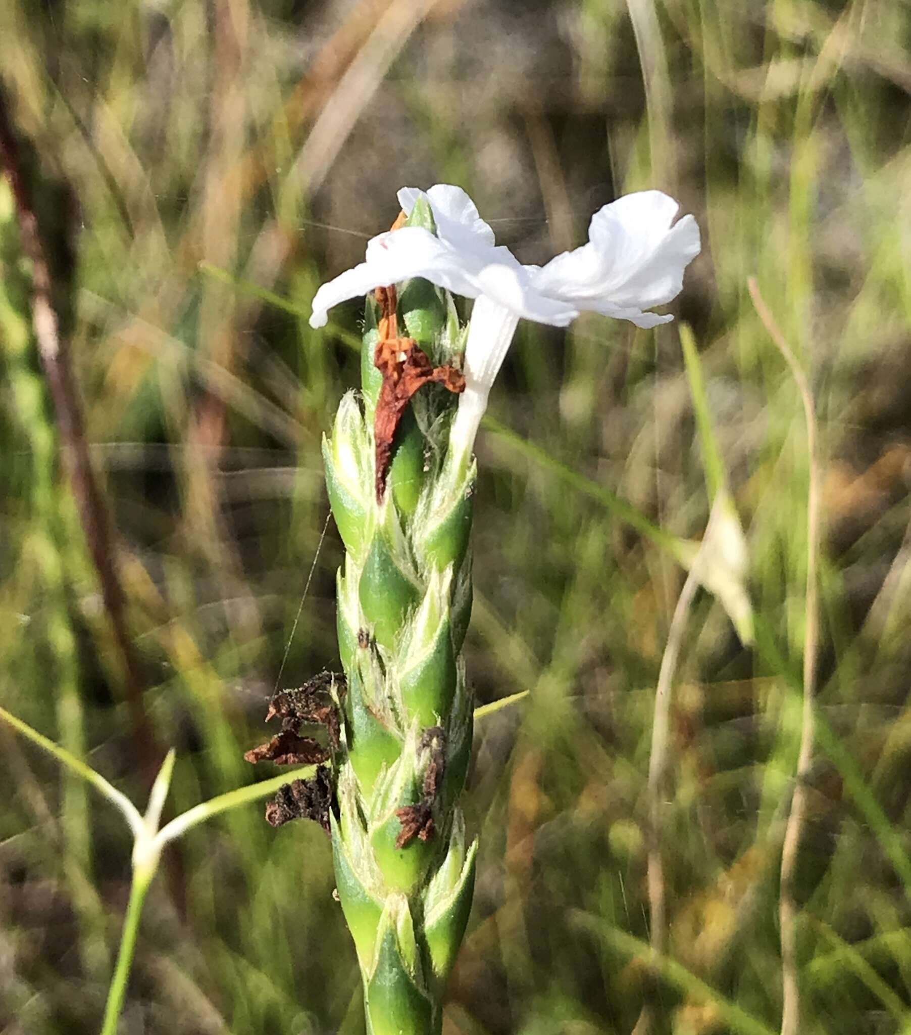 Elytraria caroliniensis (J. F. Gmel.) Pers. resmi