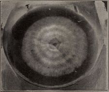 Image of Microsporum