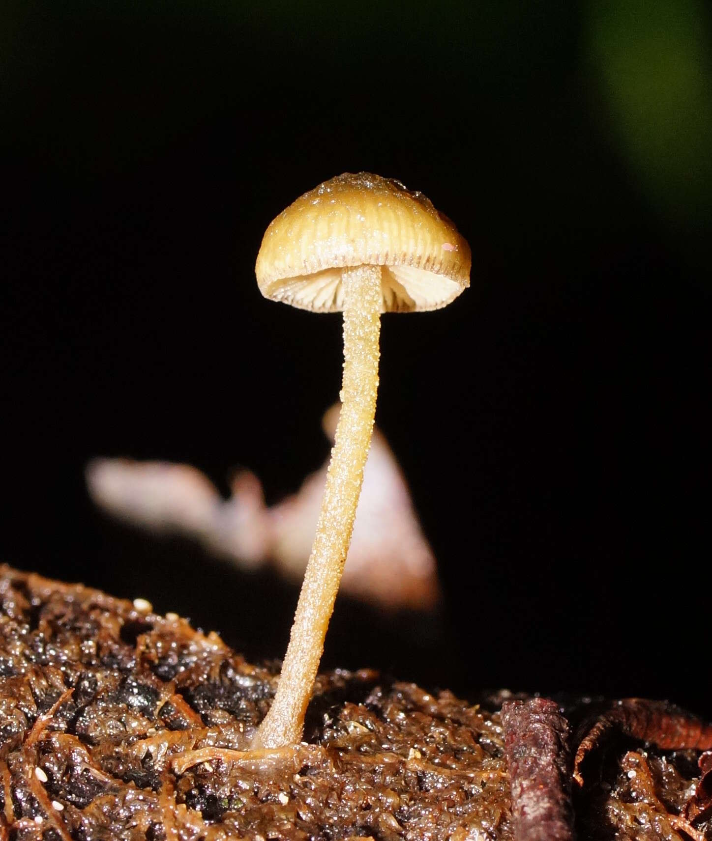 Слика од Simocybe phlebophora E. Horak 1980