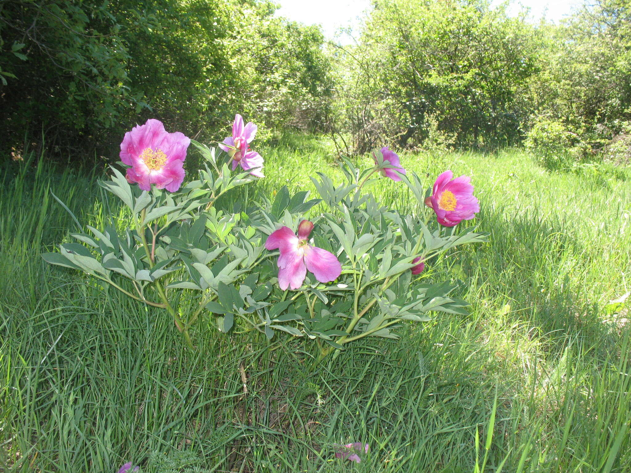 Image of Common Peony