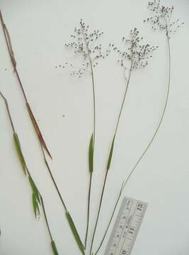 Image of Lindheimer panicgrass