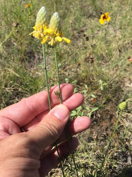 Image de Dalea aurea C. Fraser