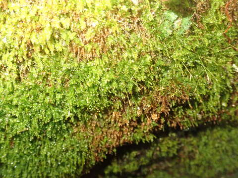 Image of tetraphis moss