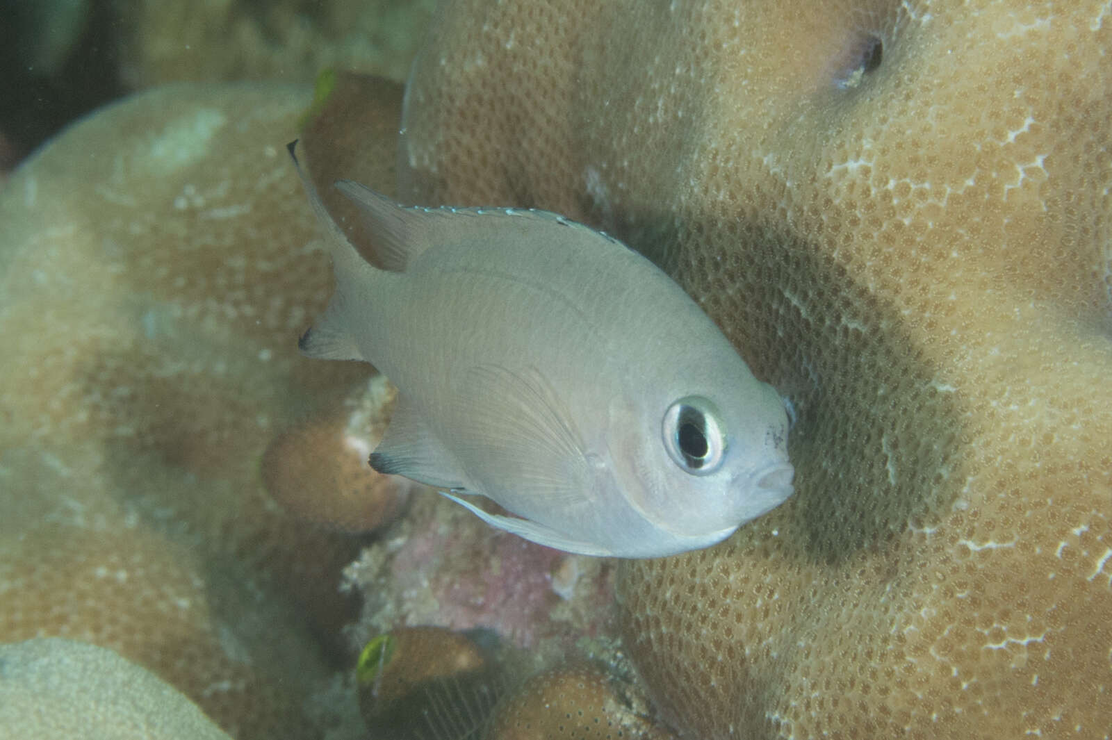 Image of Brown chromis