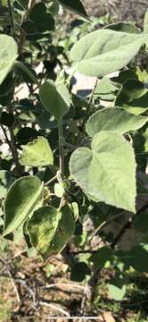 Image of Palmer's Indian mallow