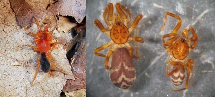 Image of bright lungless spiders