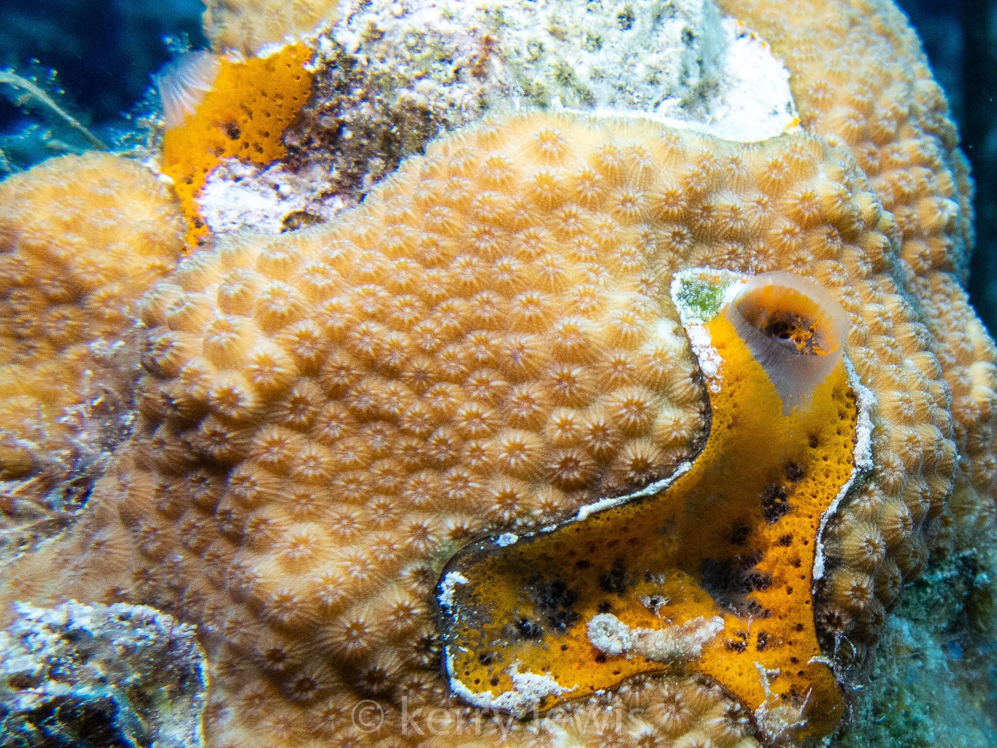 Image of Orange Icing Sponge