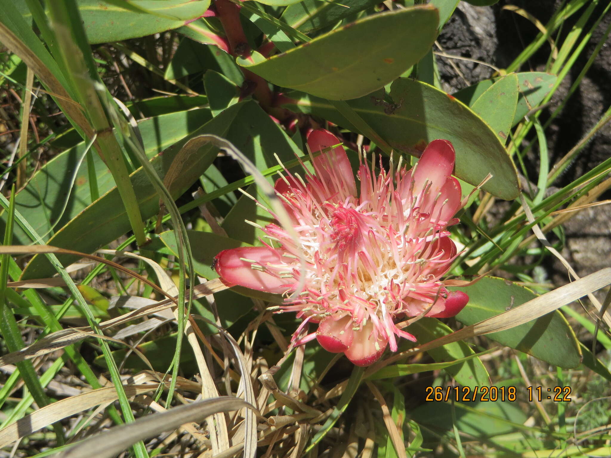 Image of Nyanga protea