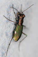 Image of Cliff tiger beetle