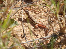 Image of Eastern Barred Wedge-snout Ctenotus