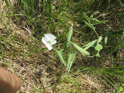 Image of low false bindweed