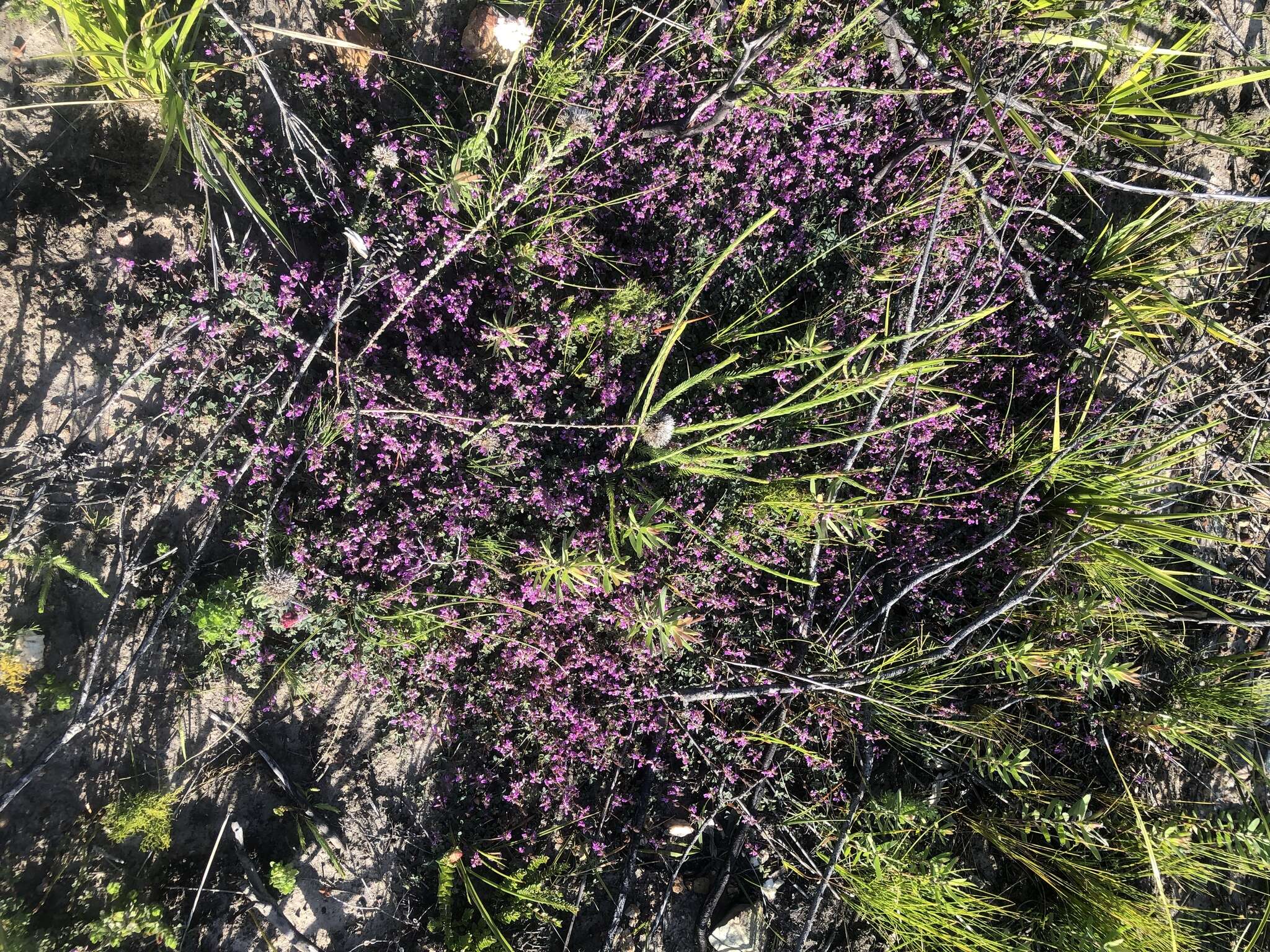 Image of <i>Indigofera alopecuroides</i> var. <i>minor</i> E. Mey.