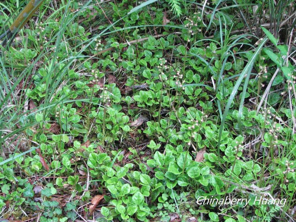 Image of Pyrola morrisonensis (Hayata) Hayata