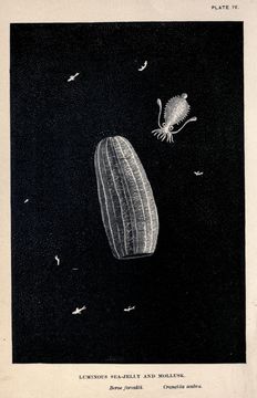 Image of <i>Cranchia scabra</i> Leach 1817
