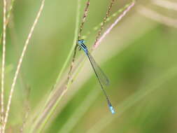 Image of Aciagrion occidentale Laidlaw 1919