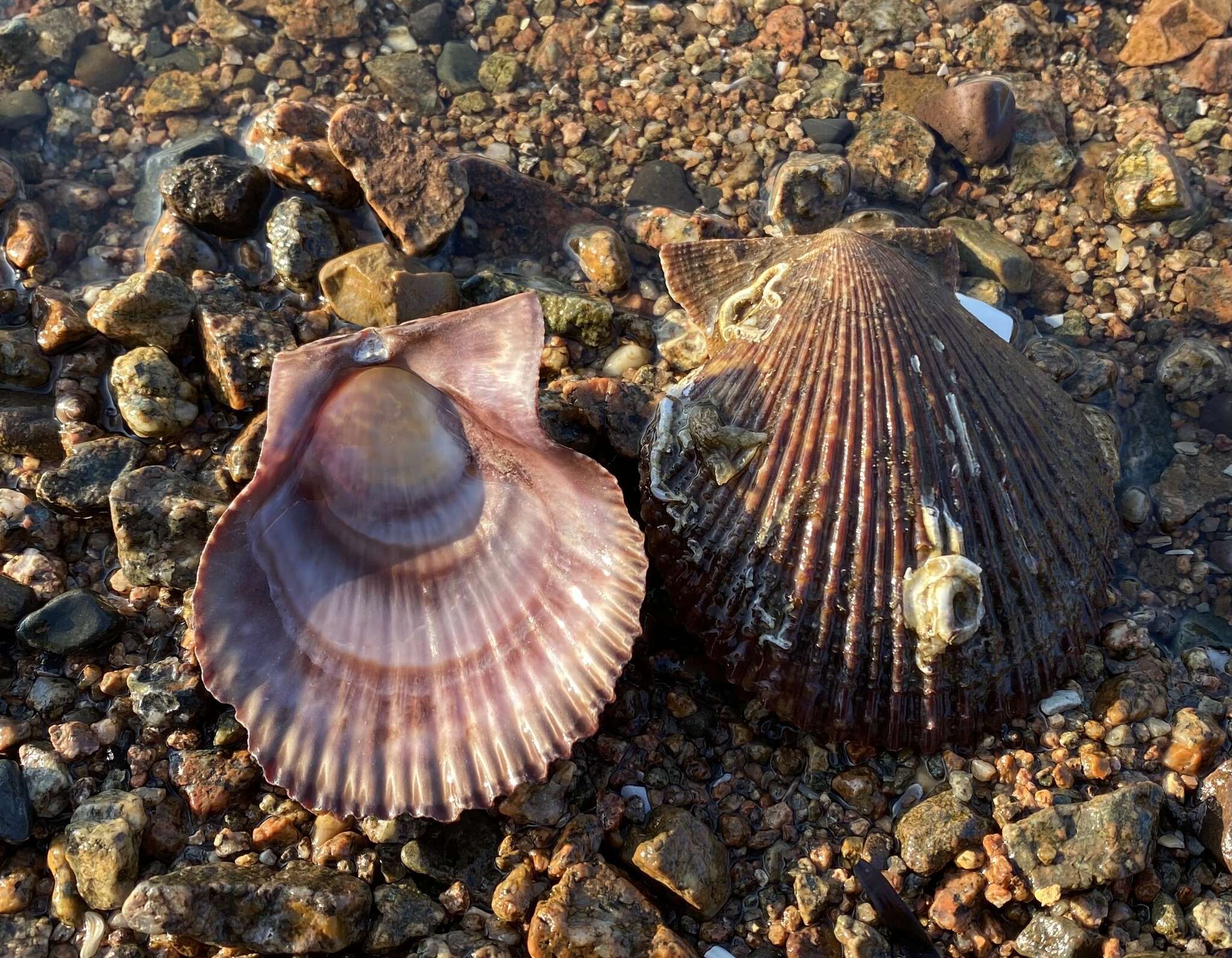 Azumapecten farreri (Jones & Preston 1904) resmi