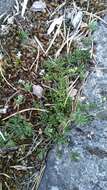Image of Morison's spurry