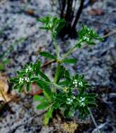 Image of Drummond's nailwort