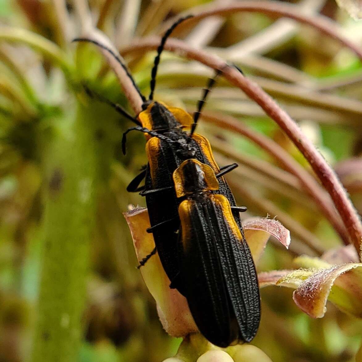 Sivun Lyconotus lateralis (Melsheimer 1846) kuva