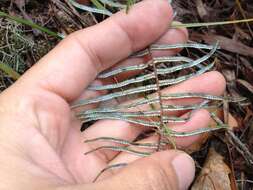 Image of Gleichenia dicarpa R. Br.