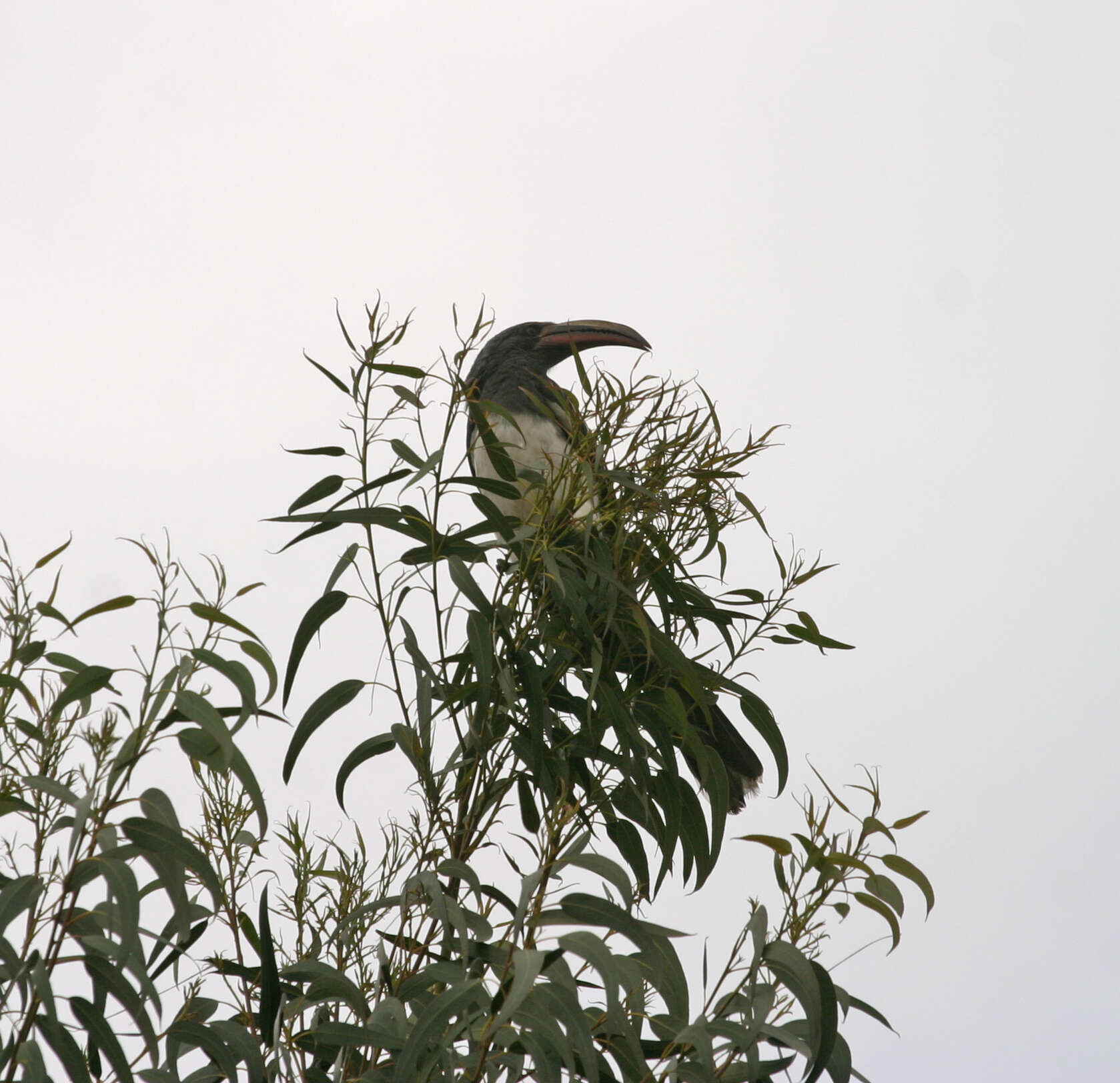 Image of Hemprich's Hornbill