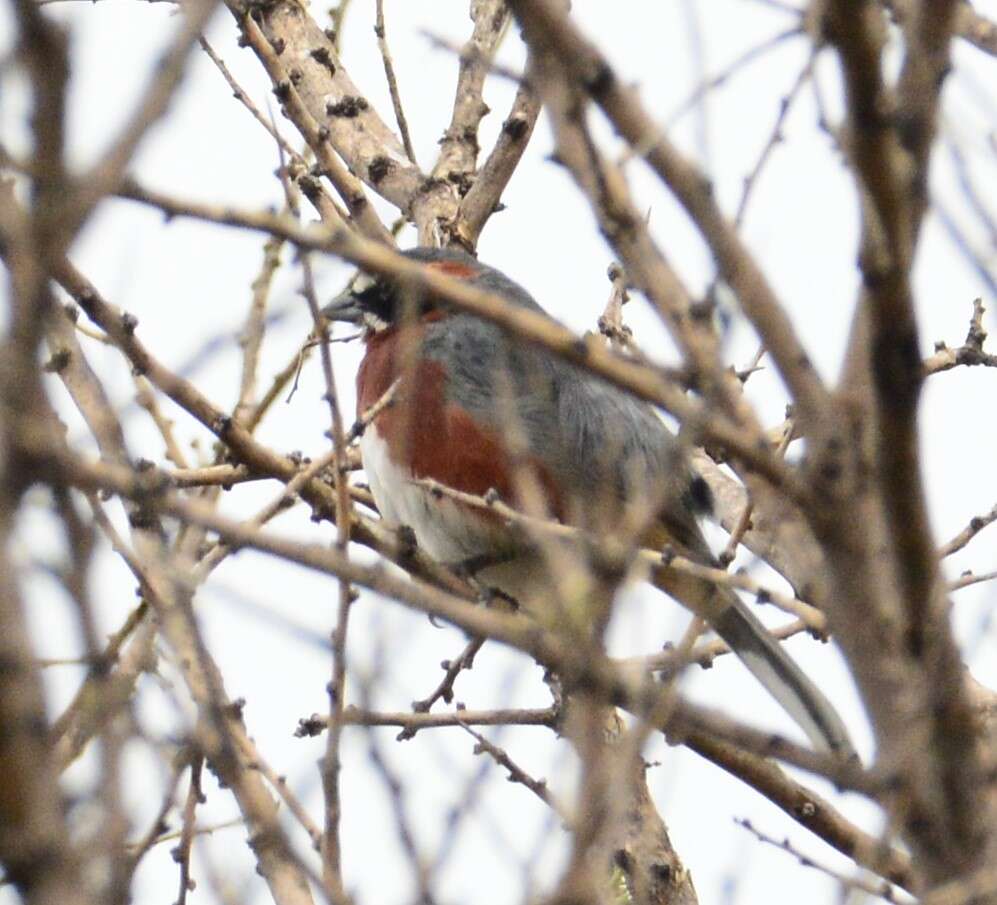 Image of Black-and-chestnut Warbling Finch