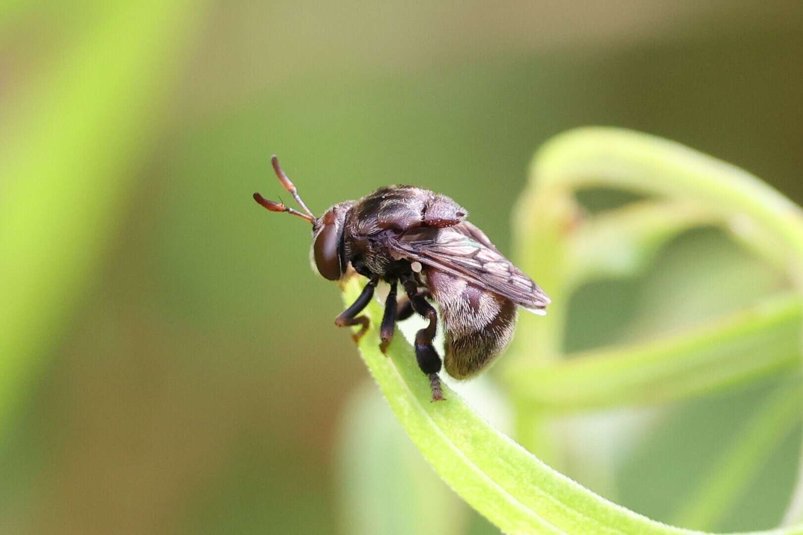 Image of Microdon globosus (Fabricius 1805)