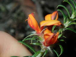 Imagem de Phyllota squarrosa (DC.) Benth.