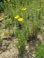 Image of Dyer's Chamomile