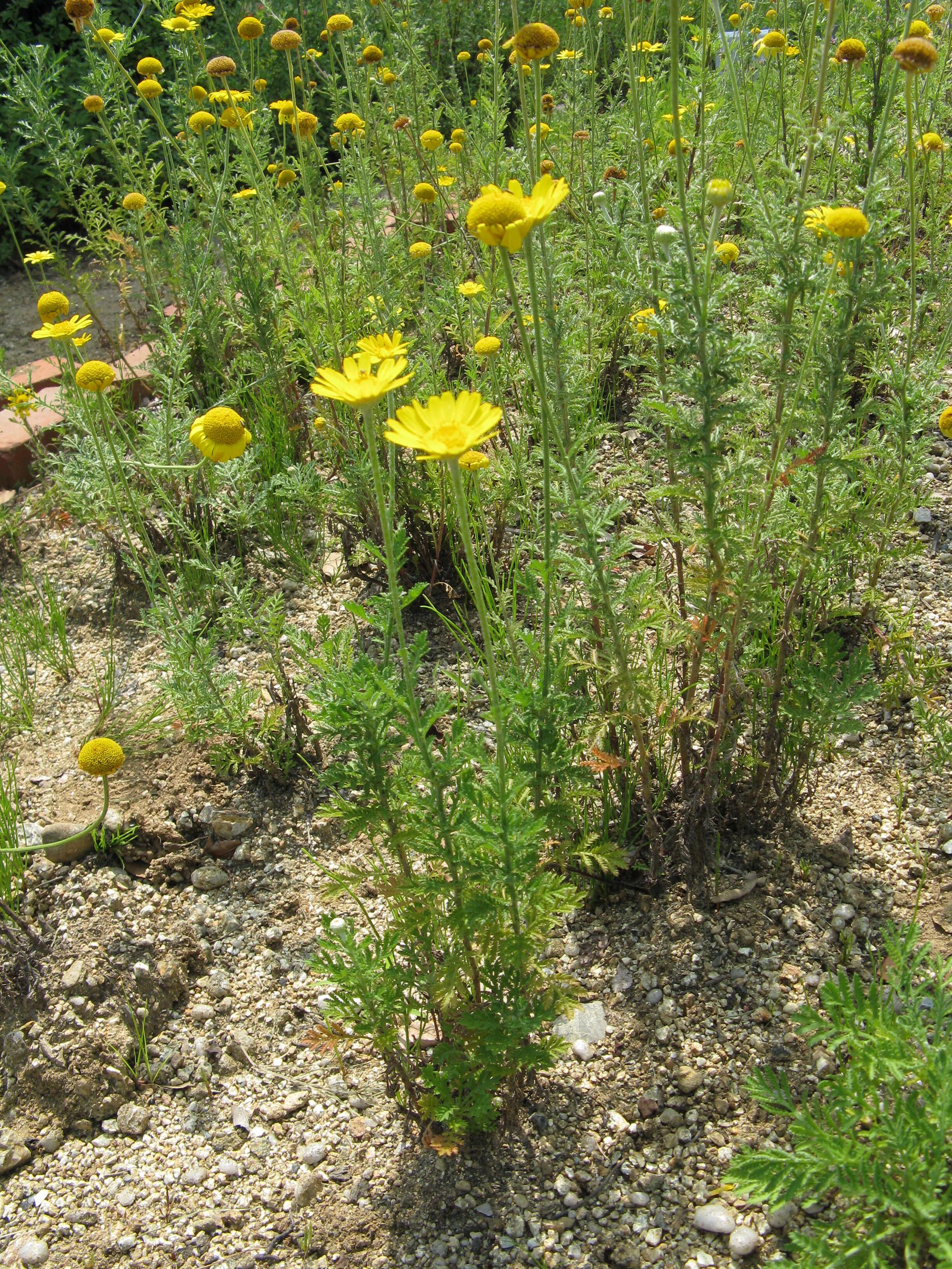 Image of Dyer's Chamomile