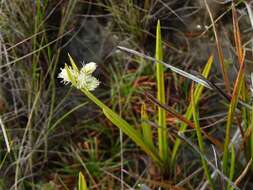 Image de Hypolytrum pulchrum (Rudge) H. Pfeiff.