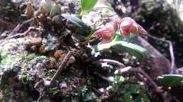Image of Bulbophyllum molossus Rchb. fil.