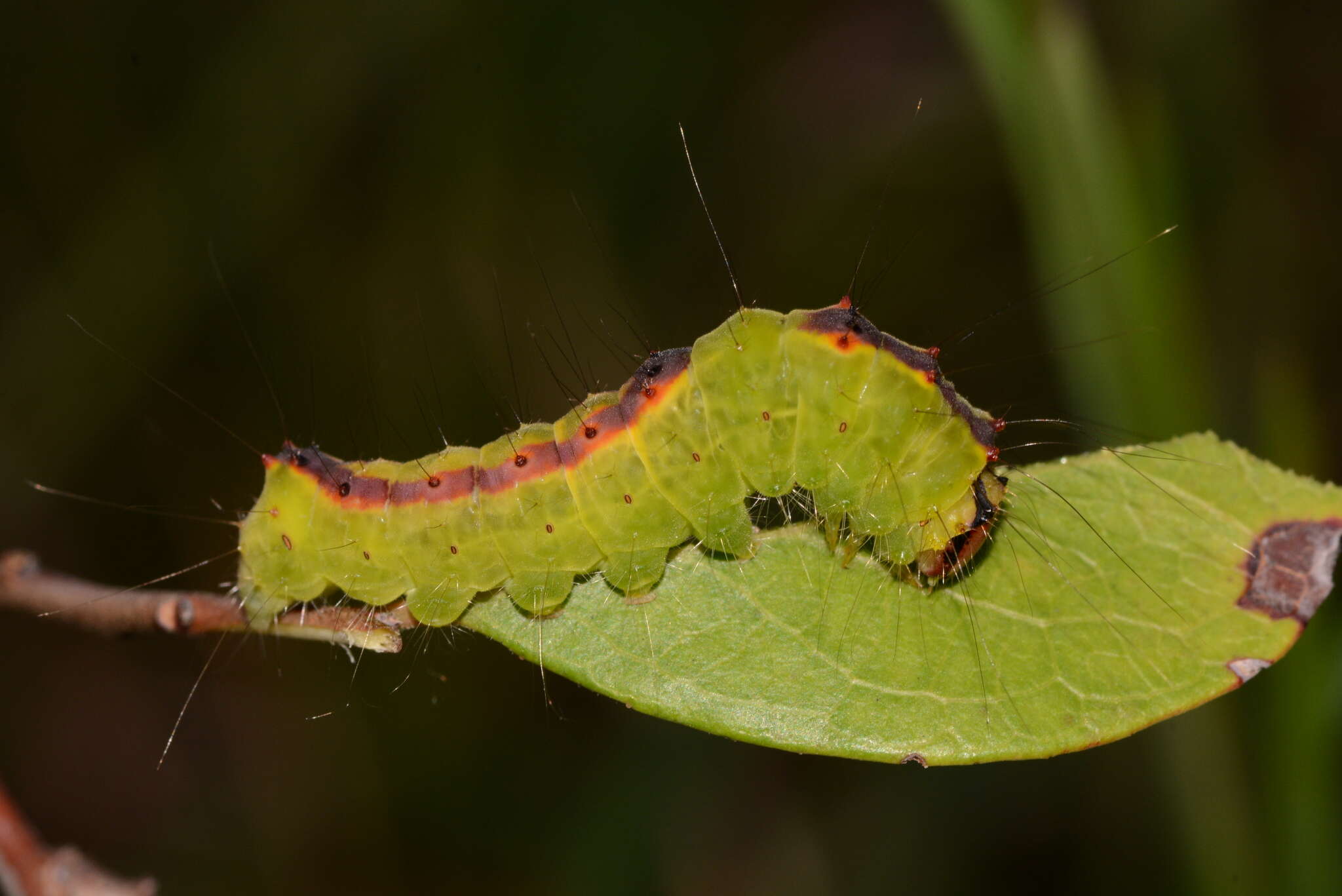 Image of Triton Dagger Moth