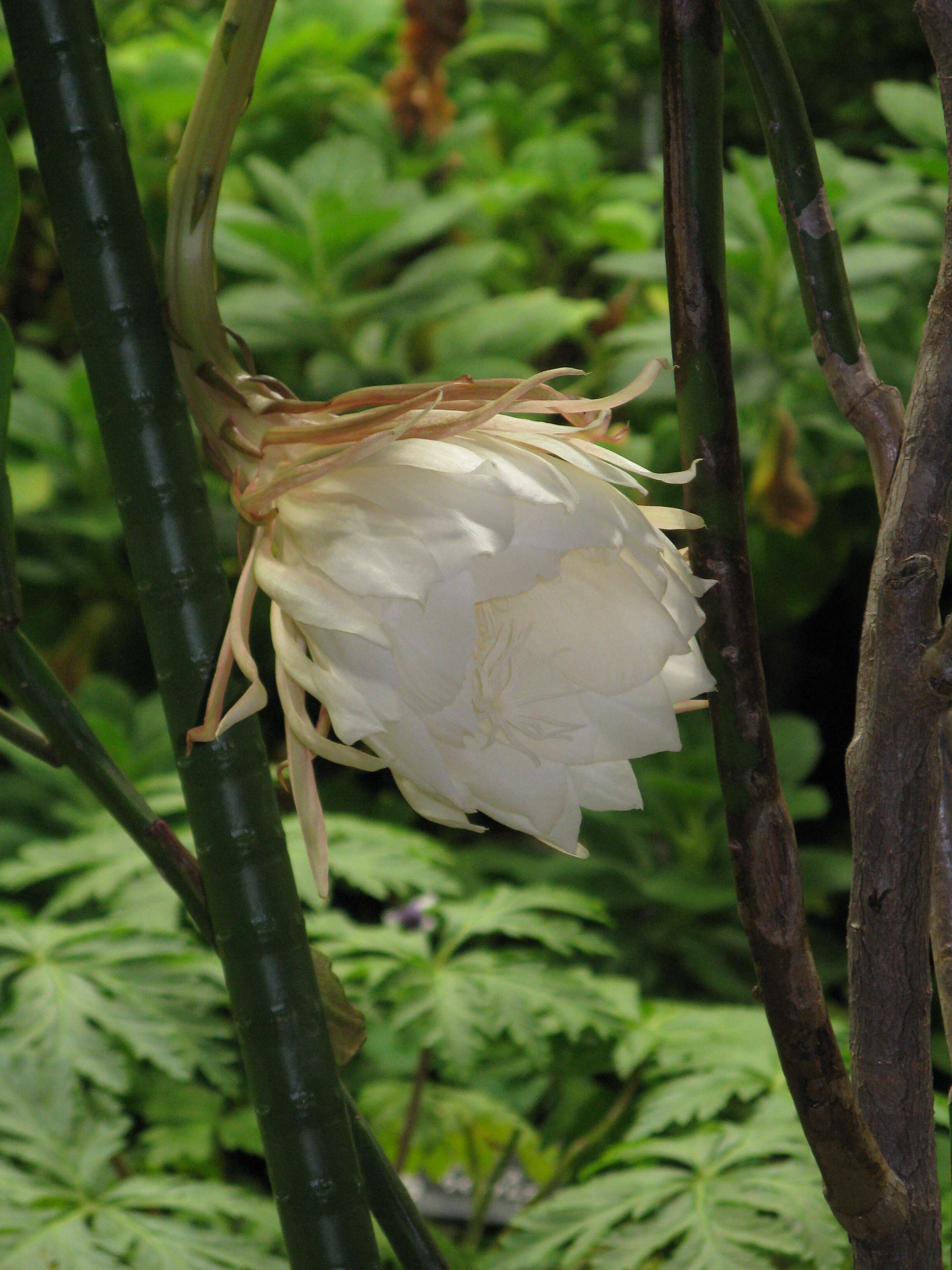 Image of Dutchman's Pipe Cactus