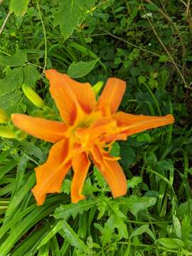 Image of Hemerocallis fulva var. fulva