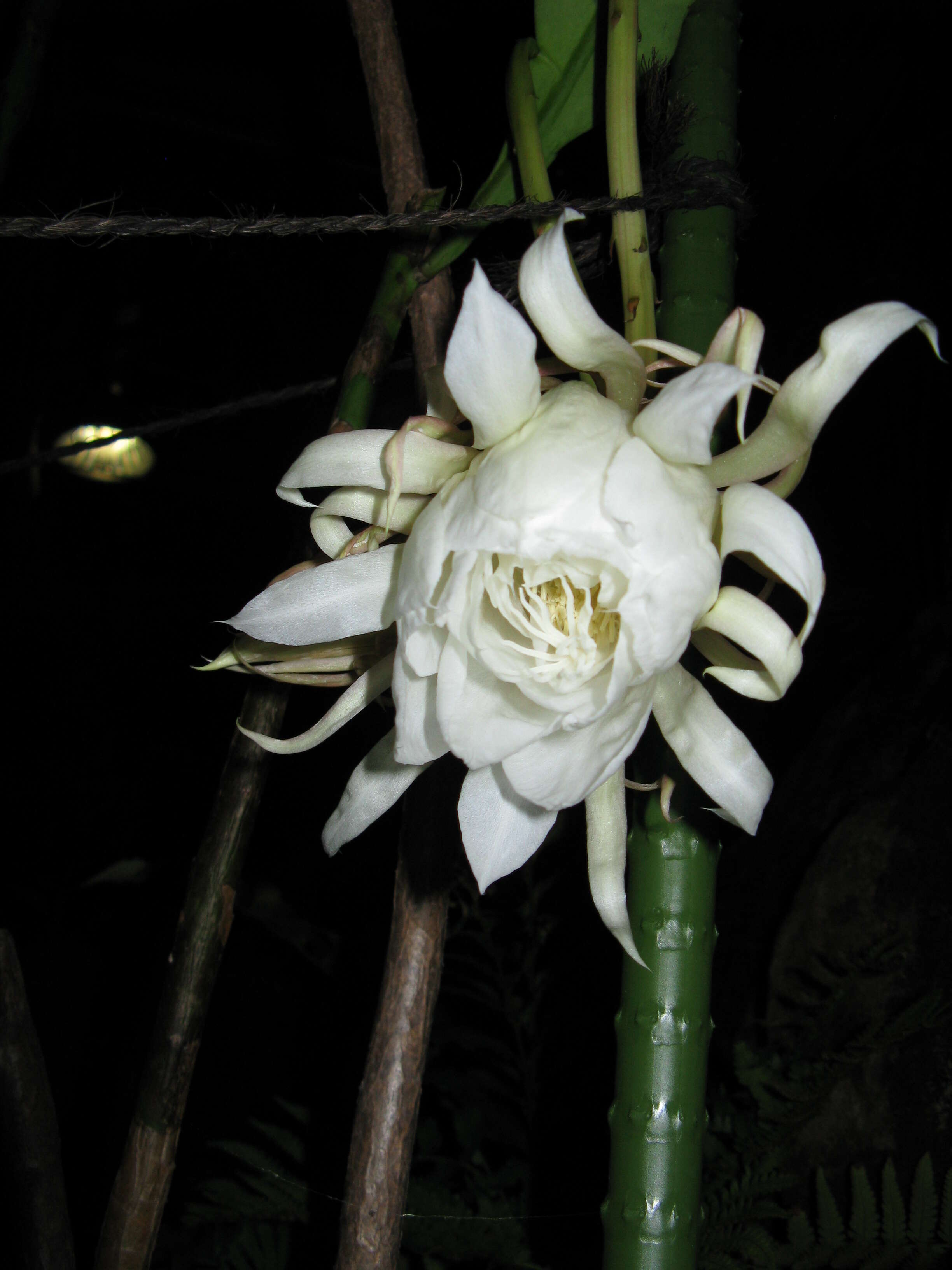 Image of Dutchman's Pipe Cactus