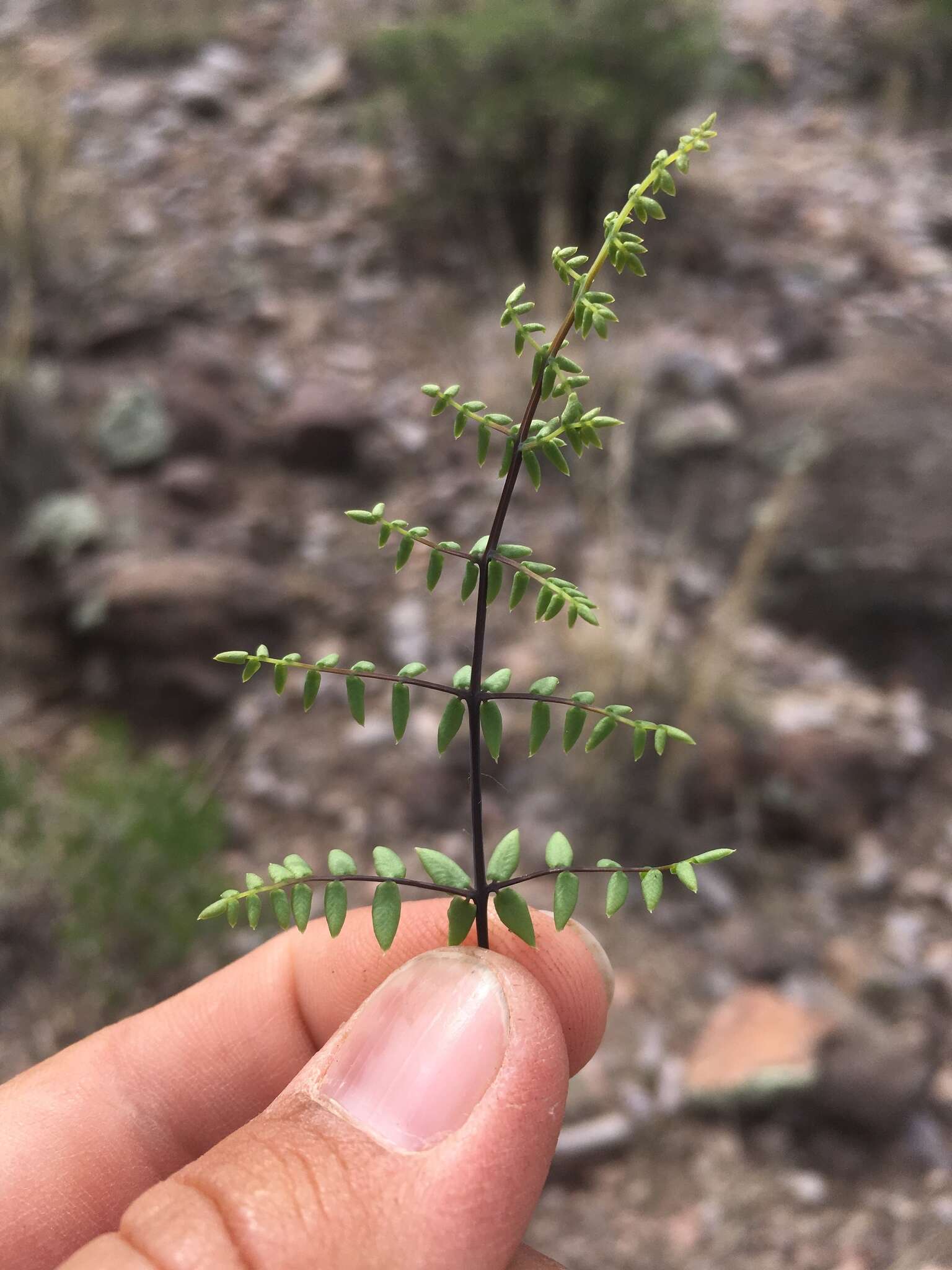 Plancia ëd Pellaea truncata Goodd.