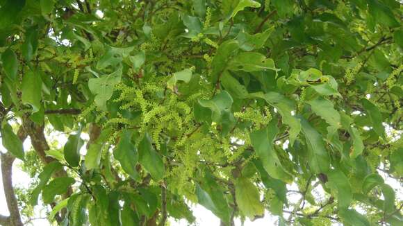 Image of Coccoloba barbadensis Jacq.