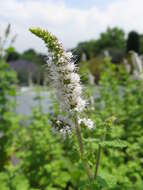 Image of Apple Mint