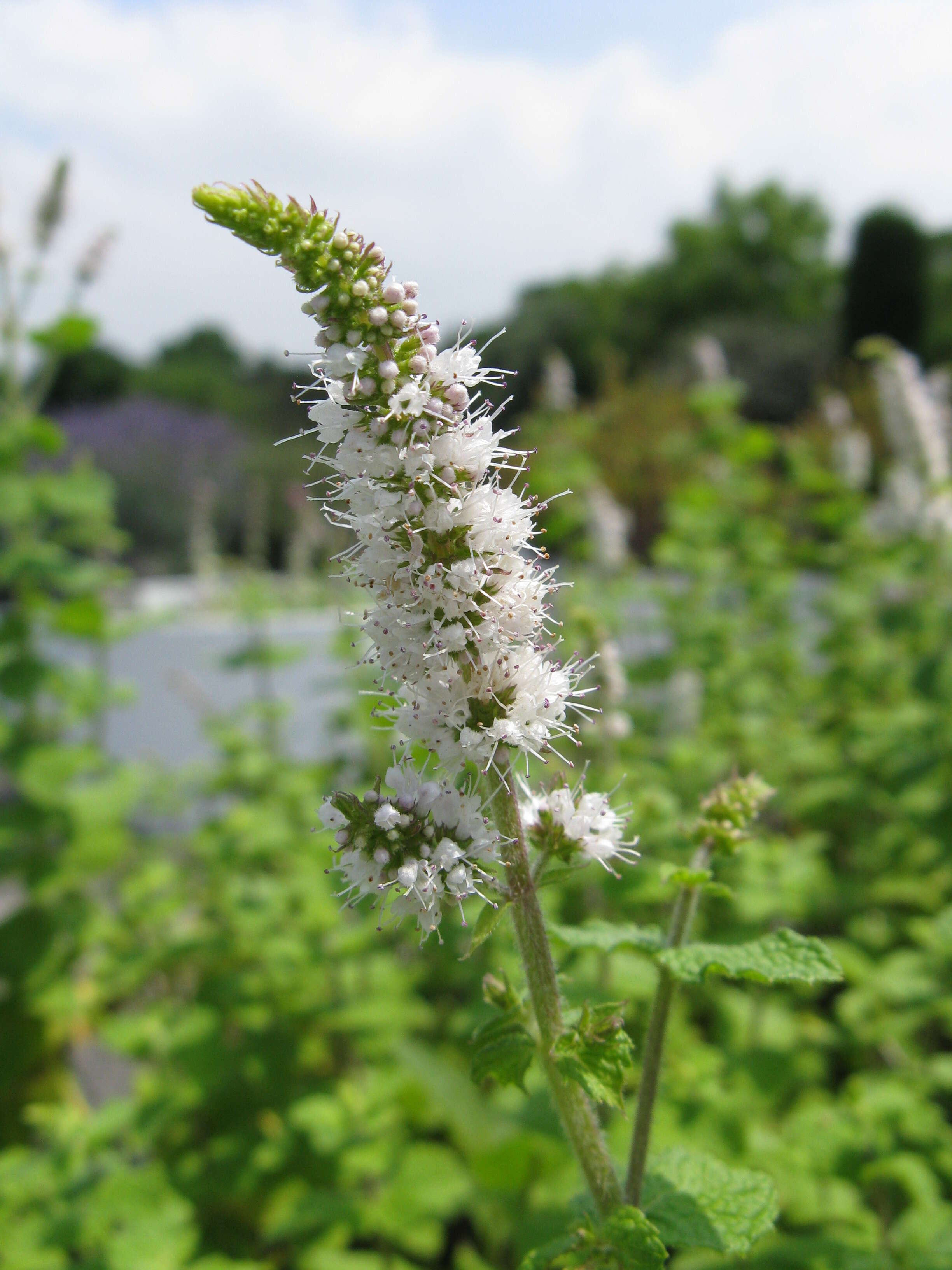 Image of Apple Mint