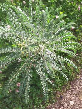 Imagem de Astragalus macrocarpus DC.