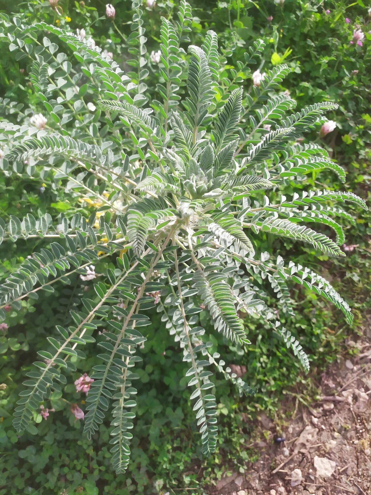 صورة Astragalus macrocarpus DC.