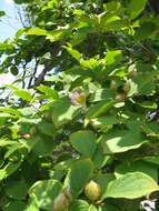 Imagem de Stewartia pseudocamellia Maxim.