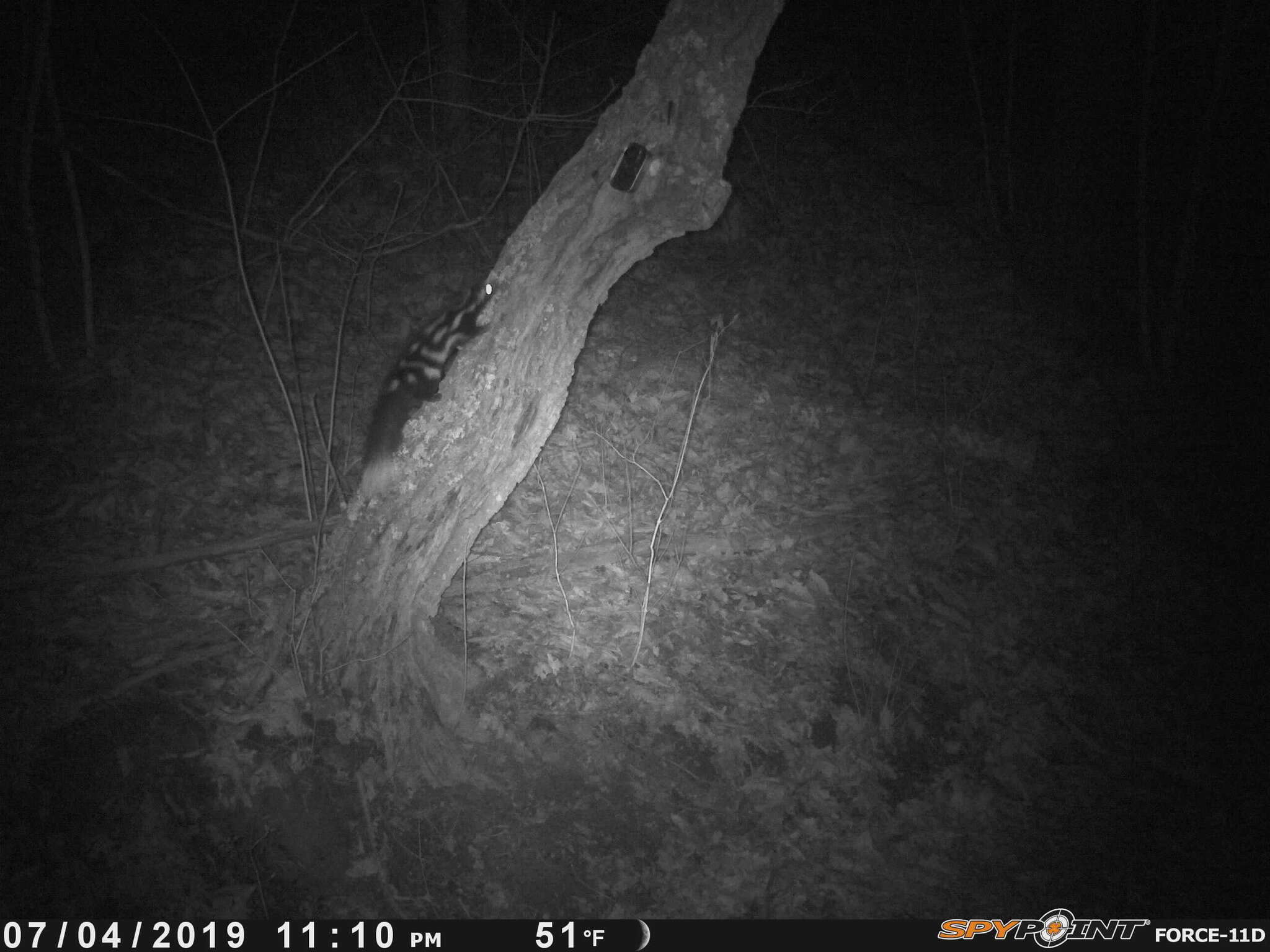 Image of Allegheny Spotted Skunk