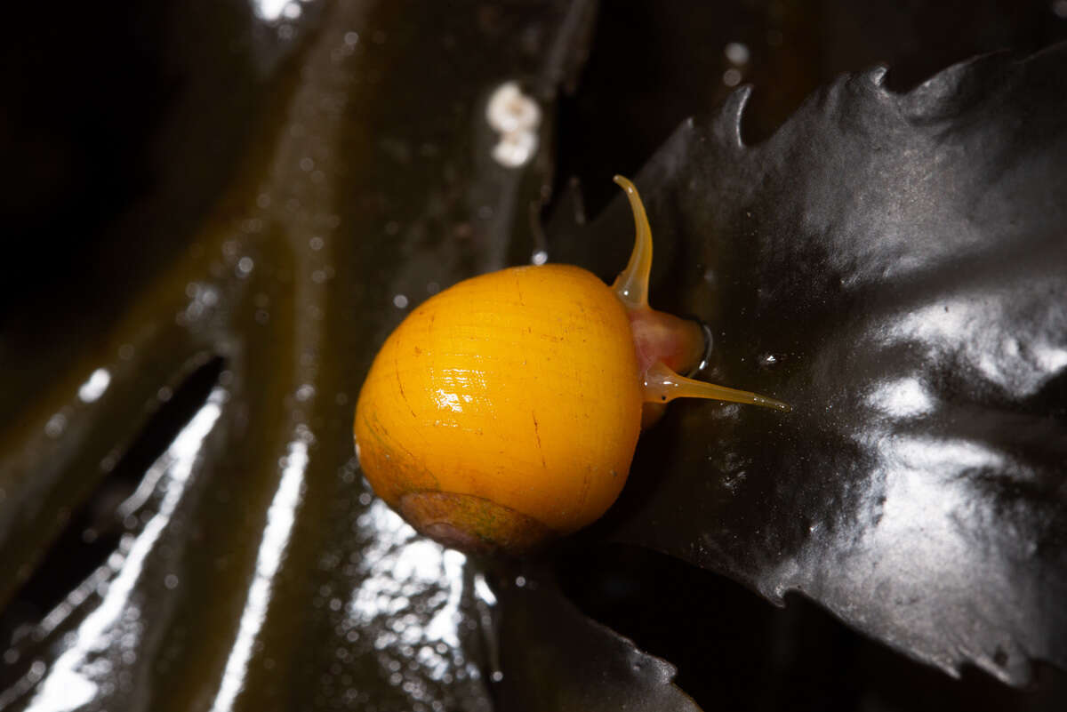 Image of flat periwinkle