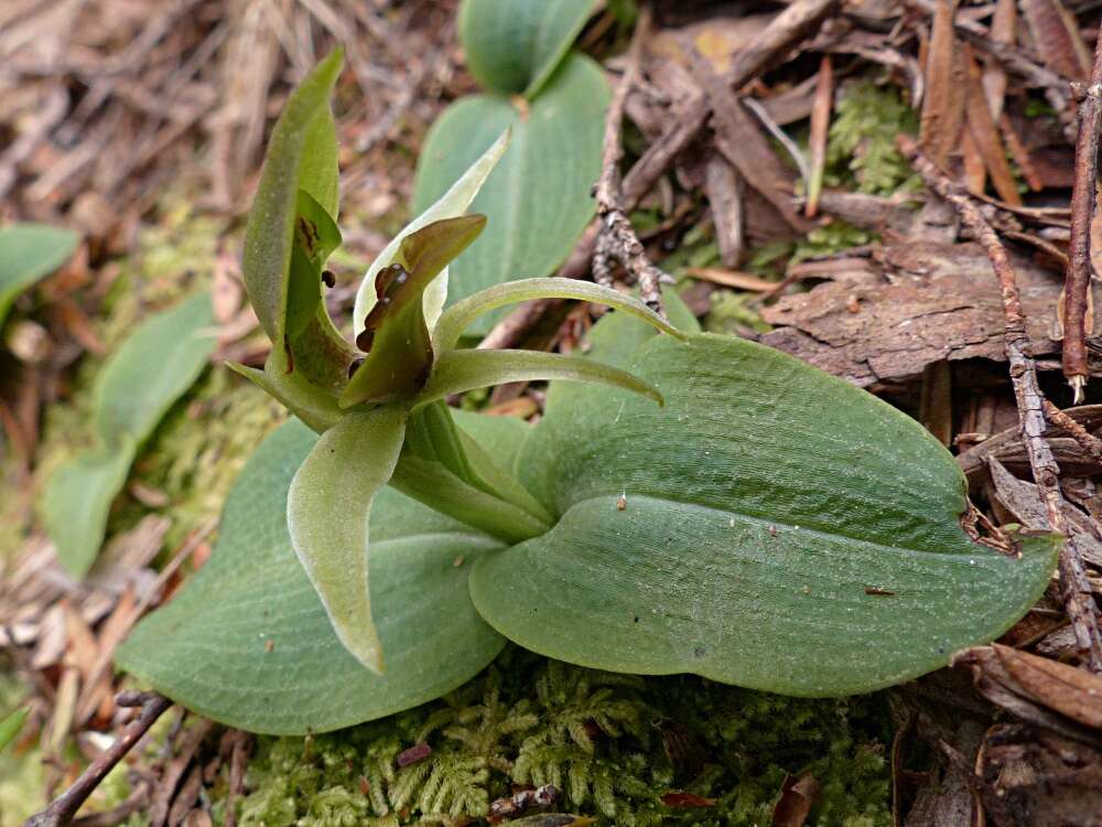 Imagem de Chiloglottis cornuta Hook. fil.