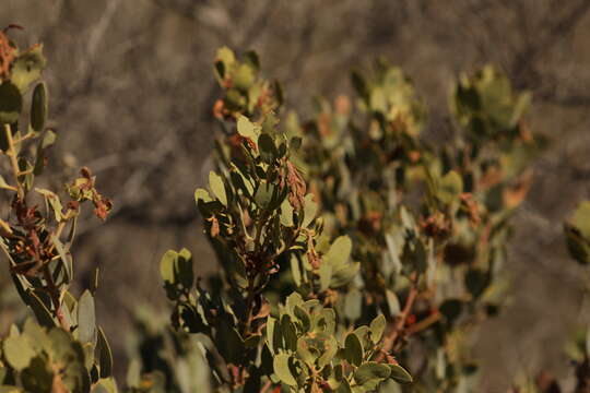 Image of Arctostaphylos bolensis P. V. Wells