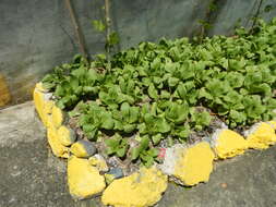 Image of pak choi