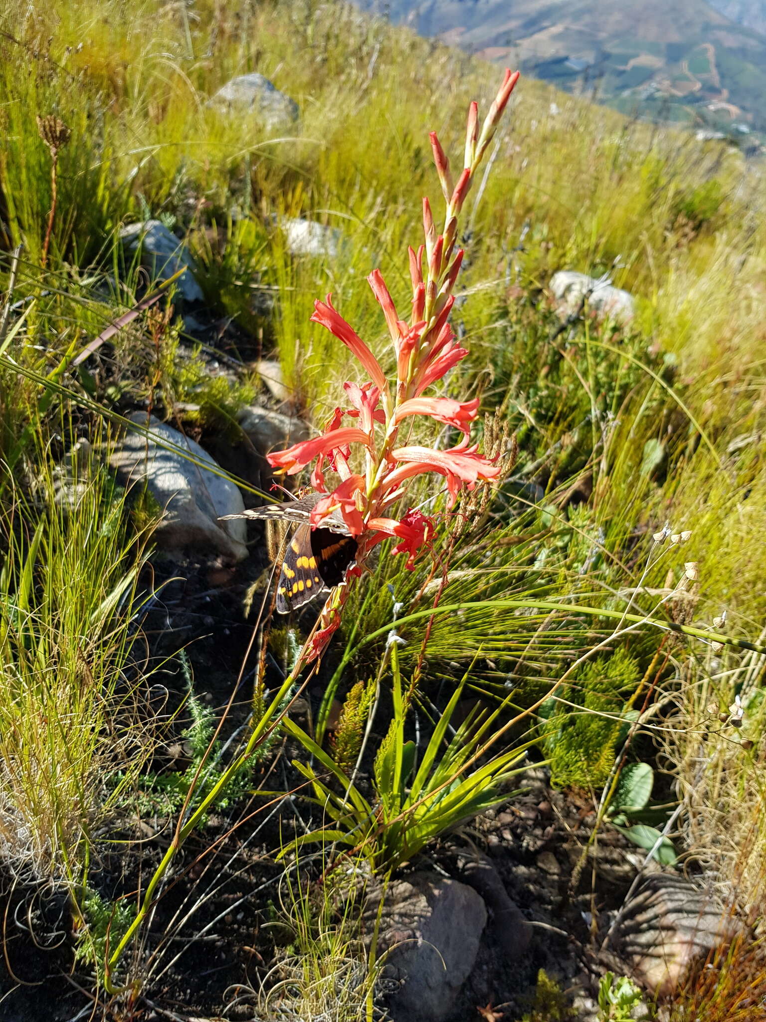 Image of Tritoniopsis triticea (Burm. fil.) Goldblatt